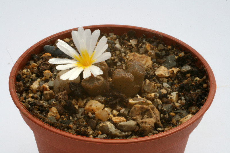 conophytum pellucidum rotnaaskoker 2832
