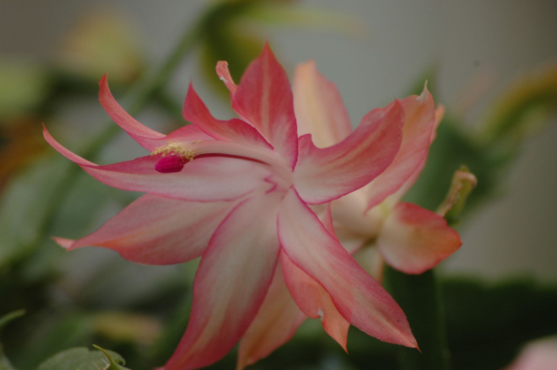 schlumbergera coral cascade 02