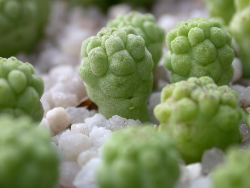 trichocaulon cactiforme