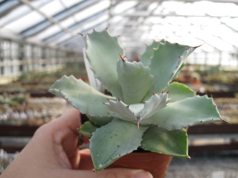 agave potatorum 3618