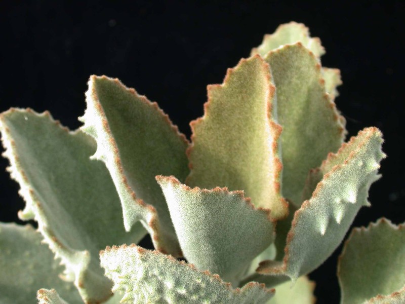 kalanchoe beharensis fang 03