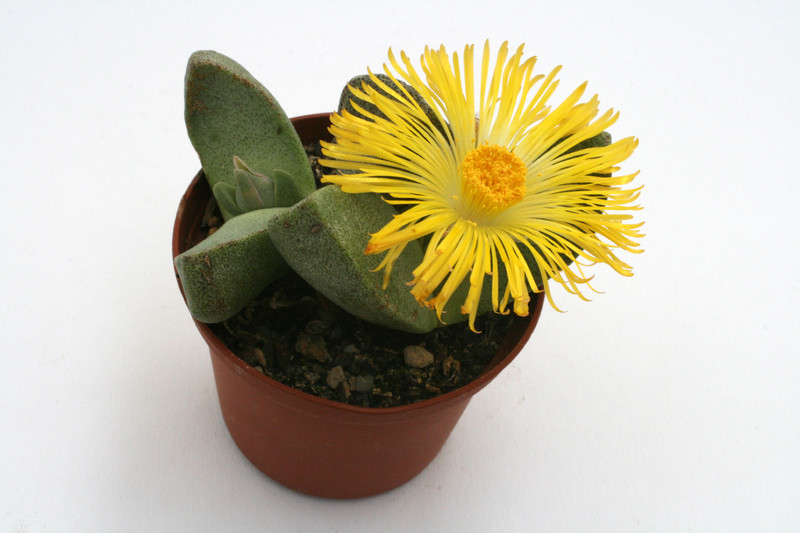 pleiospilos simulans 4240