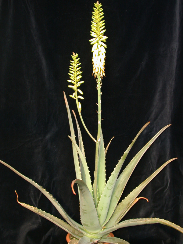 aloe vera 01