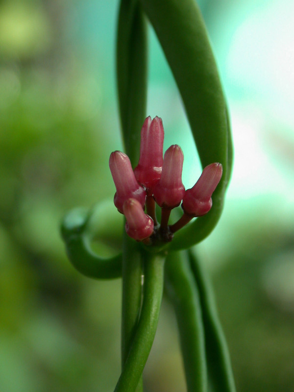 dischidiopsis parasitica2