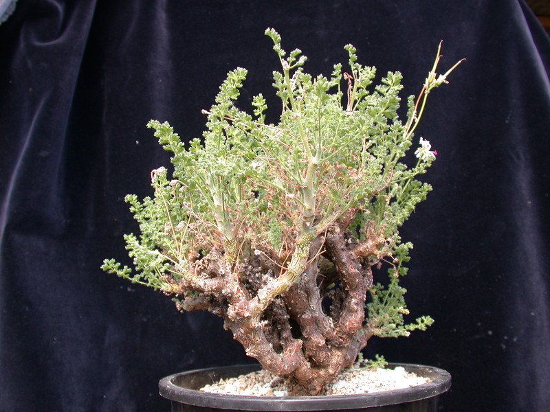 pelargonium alternans 982