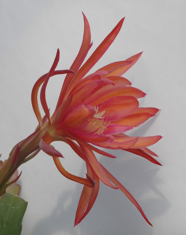 eh coral dance 5804 04