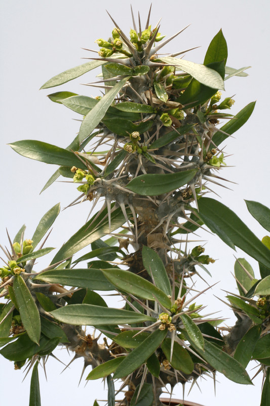 euphorbia analovelonensis 7884