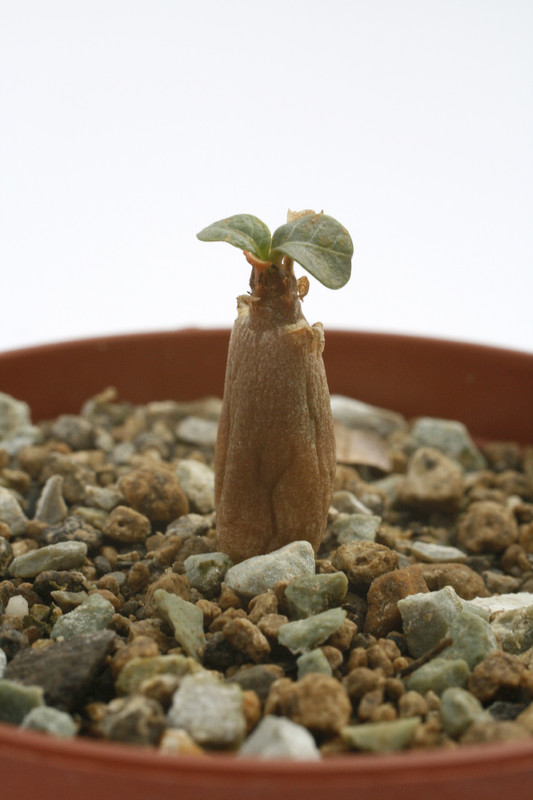 adenium socotranum 7566