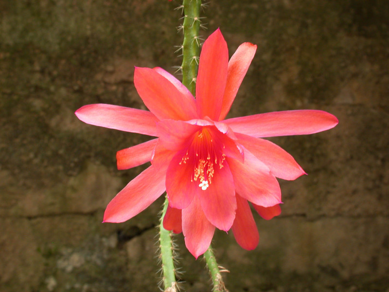 aporocactus rettigsche hybride 07