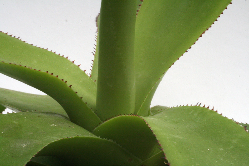 agave polyacantha xalapensis neu 0166