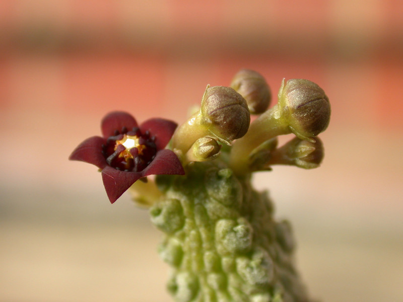 carralluma dodsoniana 01