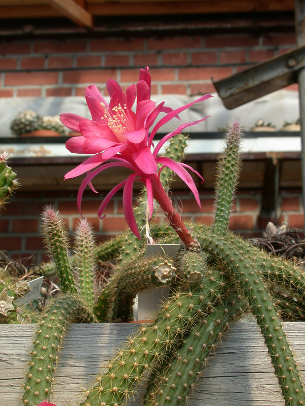 aporocactus heideroeschen 03