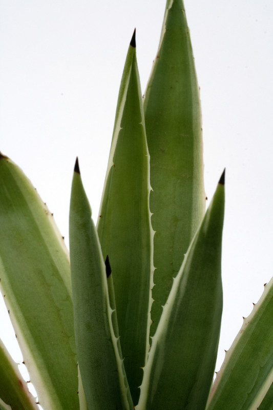 agave angustifolia marginata 0704