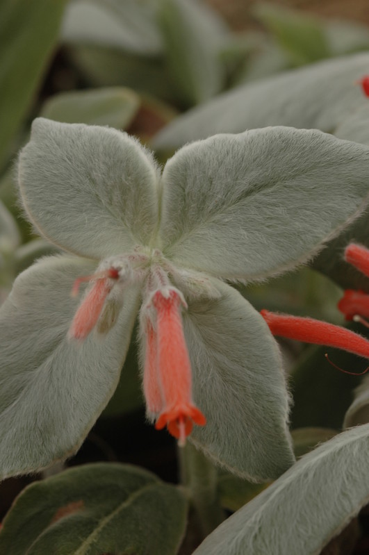 rechsteineria leucotricha 1097