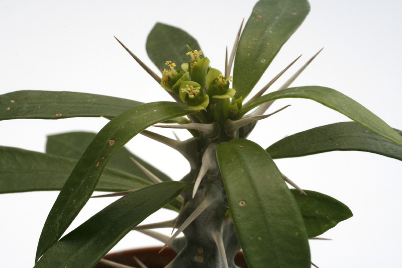 euphorbia mangelsdorffii x geroldii 9775