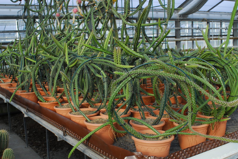 selenicereus grandiflorus koenigin 0010114