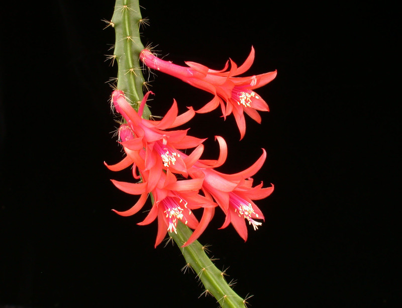 aporocactus flames3