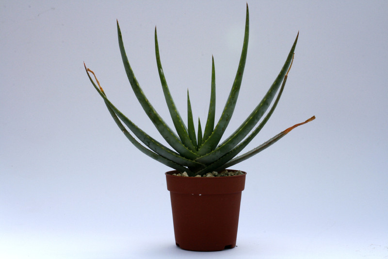 aloe compressa schistophila 8089