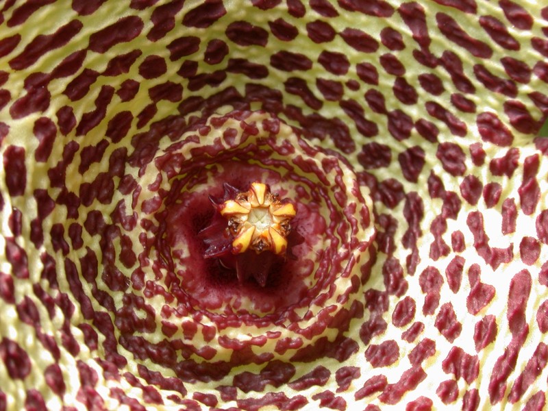 orbea verrucosa karoo 03