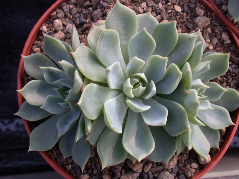 echeveria peacockii bleute