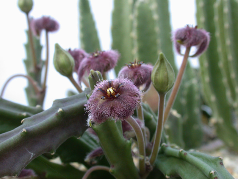 stapelia similis2