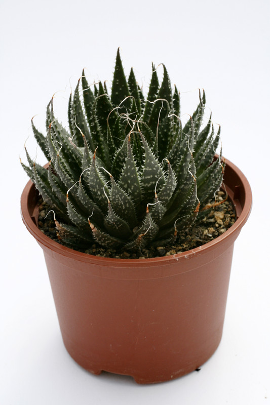 aloe aristata 8092