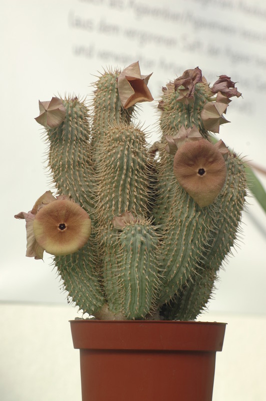 hoodia sp 01a