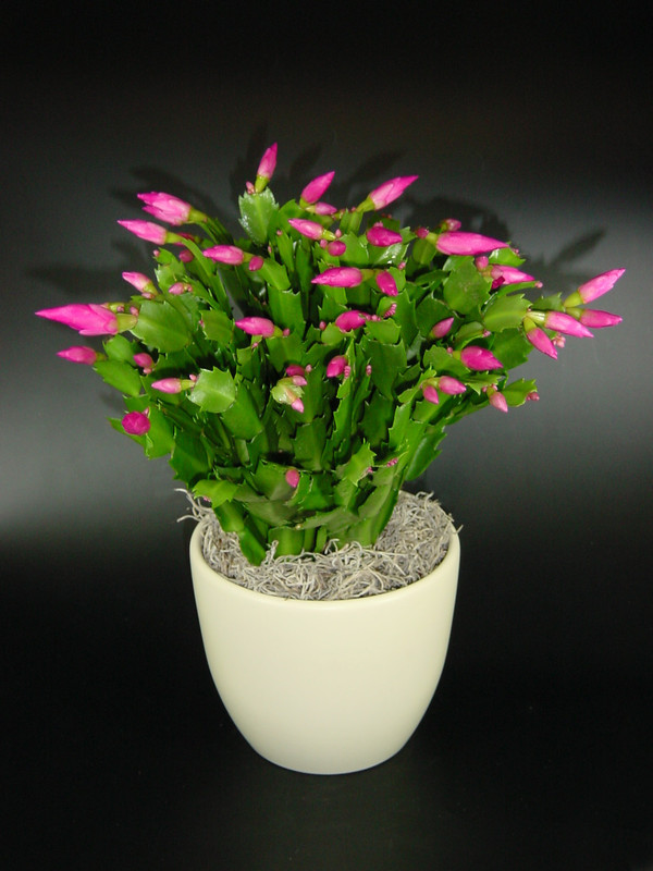 schlumbergera cyber dancer 3