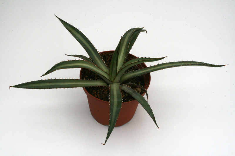 agave garciae mendozae 8822