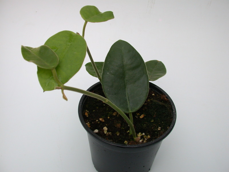 hoya lauterbachii 4010