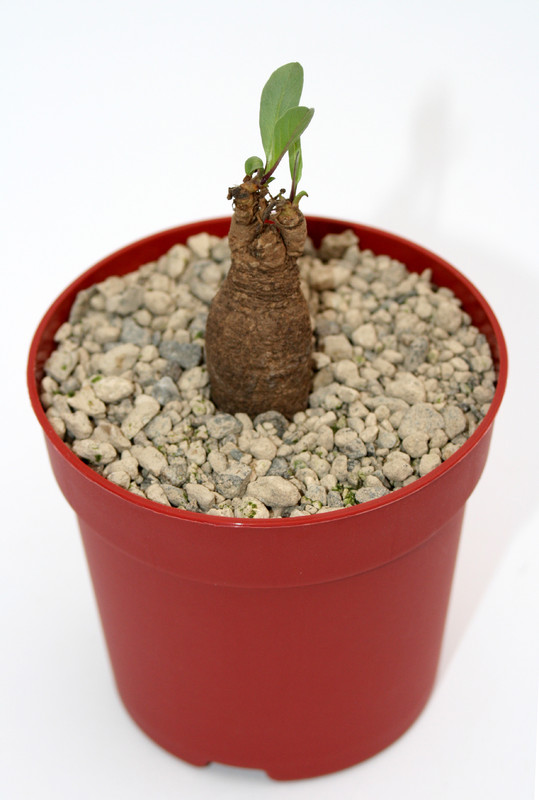 ipomoea oenthenarae 6973
