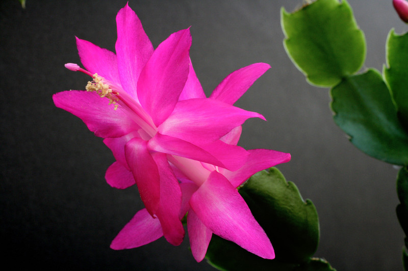 schlumbergera madonga 5839