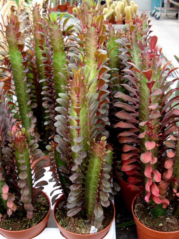 euphorbia trigona rubra1