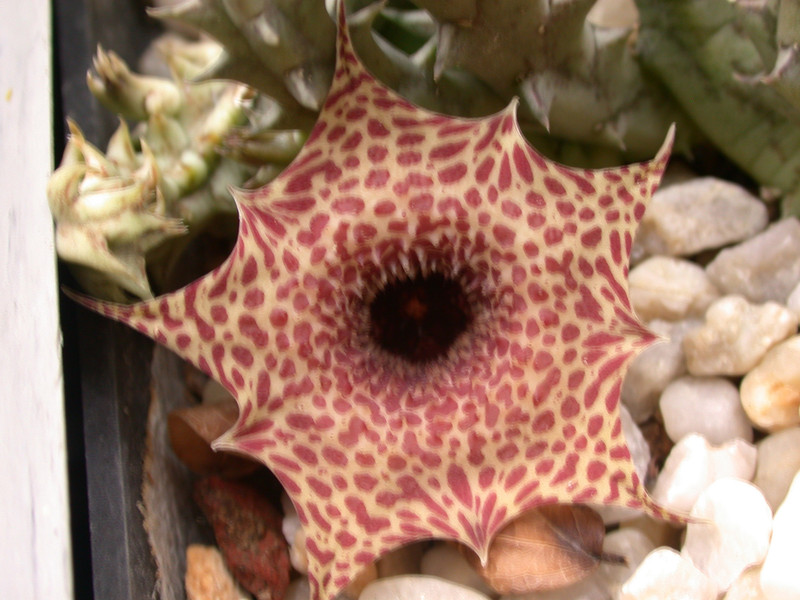 huernia reticulata citrusdal sheilam 02