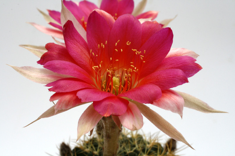 echinopsis geisenheim 9815