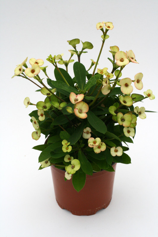 euphorbia milii atlas 1185