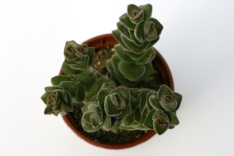 crassula green pagoda 7212