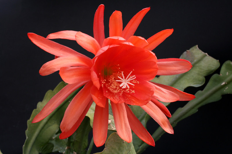 eh ackermannii hybriden 5030 1103
