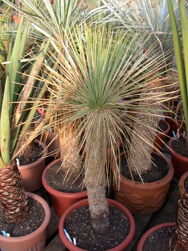 yucca linearis 02