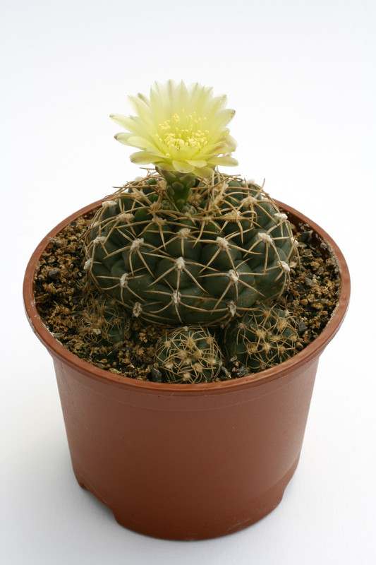 gymnocalycium uruguayense mm195 0118