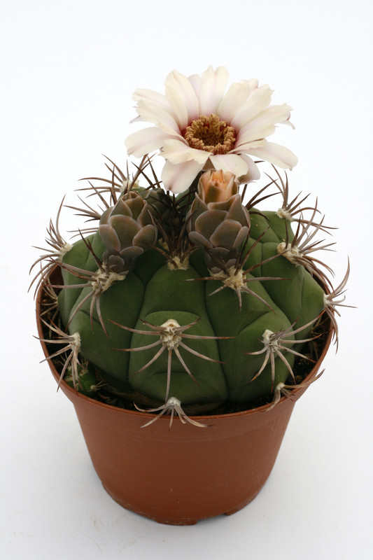 gymnocalycium marquezii 9915