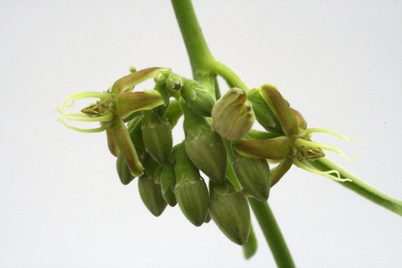 raphionacme longifolia 9665