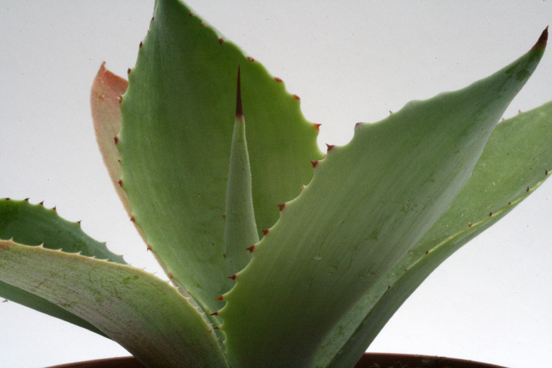 agave parvidentata el salvador 0149