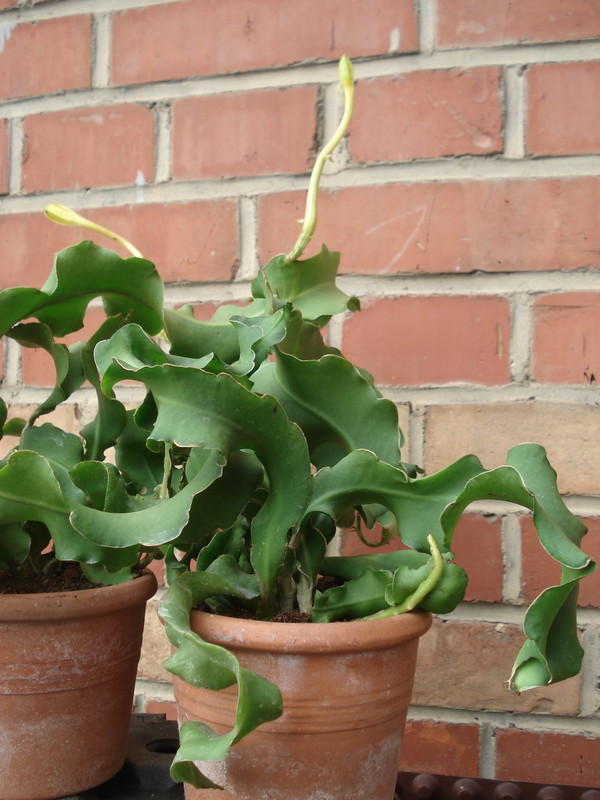 epiphyllum guatemalense monstrosa 9833