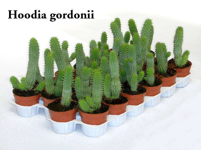 hoodia gordoni