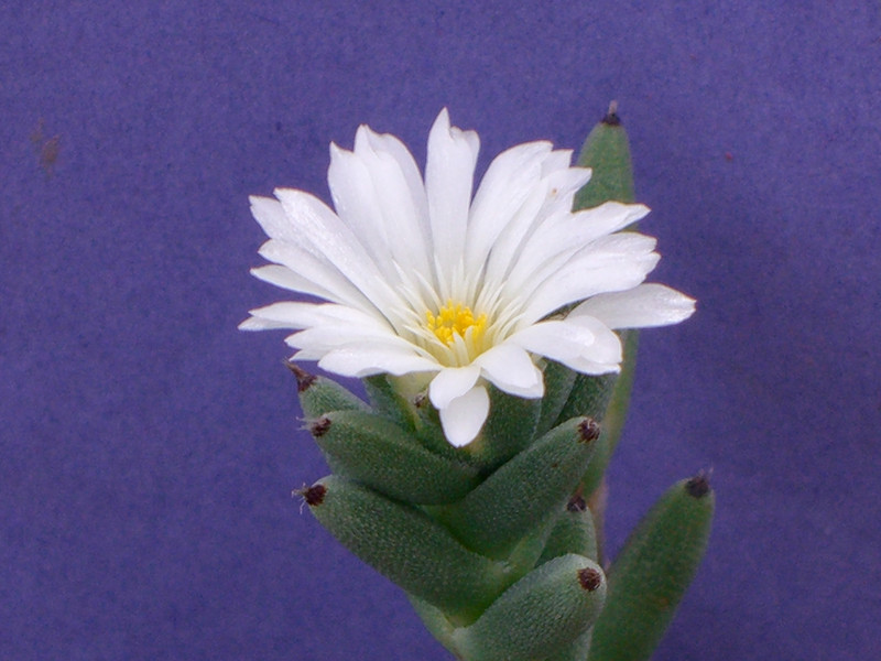 trichodiadema pillansii 2151