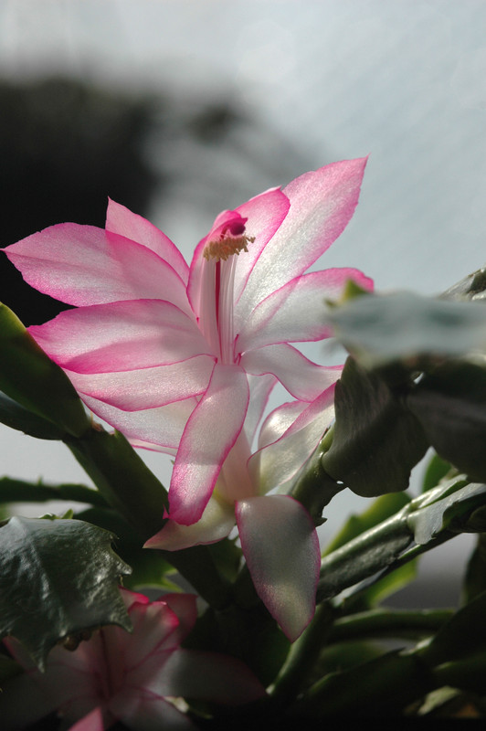 schlumbergera bristol queen 8174