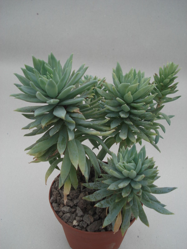 dudleya greenei 8402