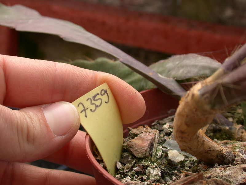 eh kohinoor 7359 275