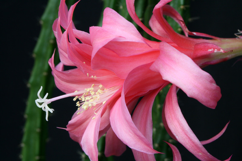 aporocactus odalisque 6614